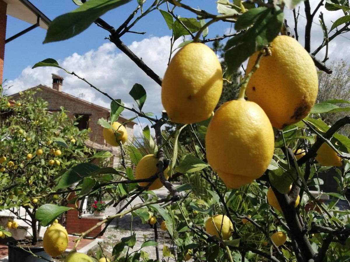 Casale San Martino Agriturismo Bio Sant'Angelo in Pontano 外观 照片